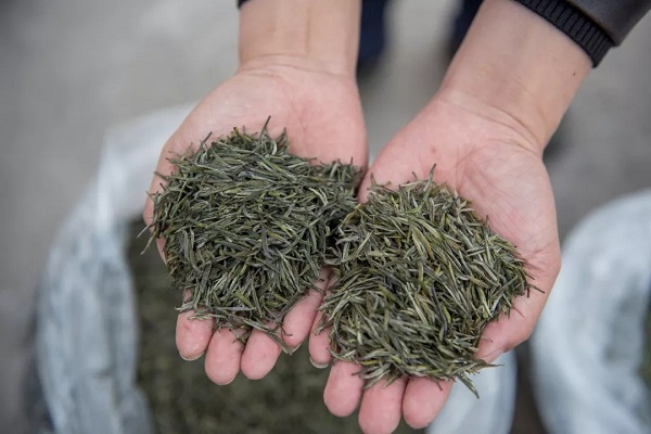 天价茶叶好坏真假全凭专家一张嘴